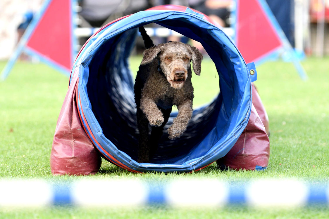 Agilty Newcastle All Breeds Dog Training Club