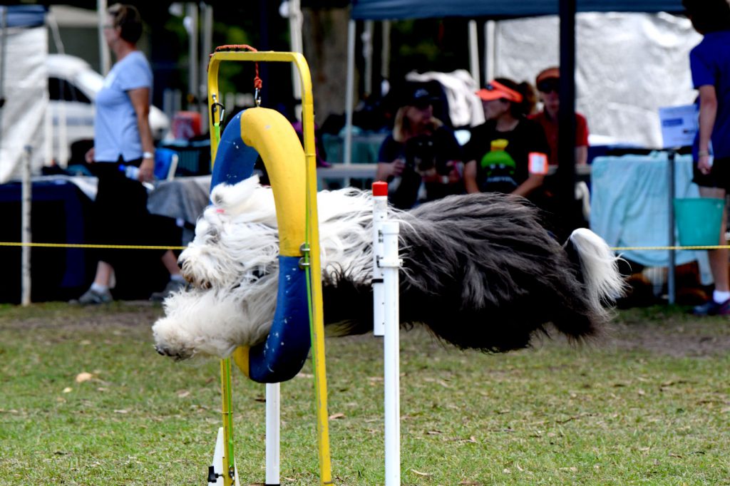 Agilty Newcastle All Breeds Dog Training Club