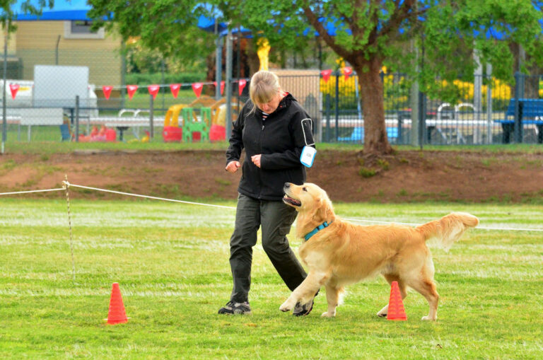 Obedience Trials Newcastle All Breeds Dog Training Club